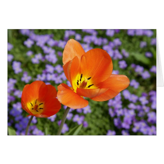 Orange Tulips (Front Horizontal)