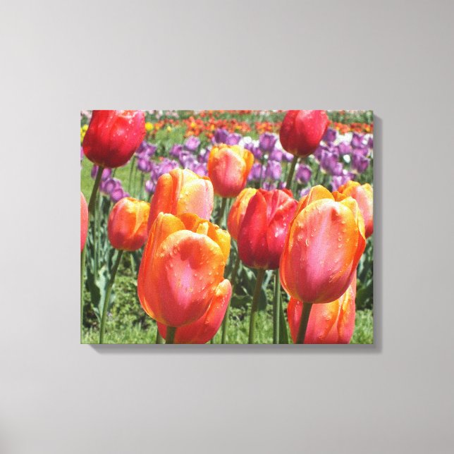 Orange Tulips At Elizabeth Park Wrapped Canvas (Front)