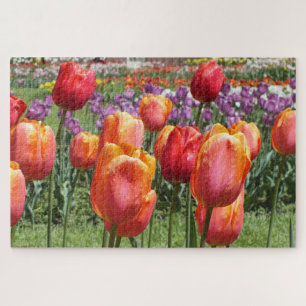 Orange Tulips, Elizabeth Park Gardens Hartford CT Jigsaw Puzzle