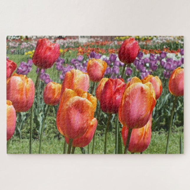Orange Tulips, Elizabeth Park Gardens Hartford CT Jigsaw Puzzle (Horizontal)