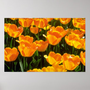 Orange Tulips flowers Poster