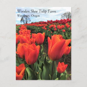 Orange Tulips in a Field, Oregon Postcard