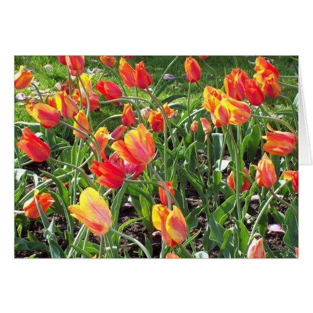 Orange Tulips note card (Front Horizontal)