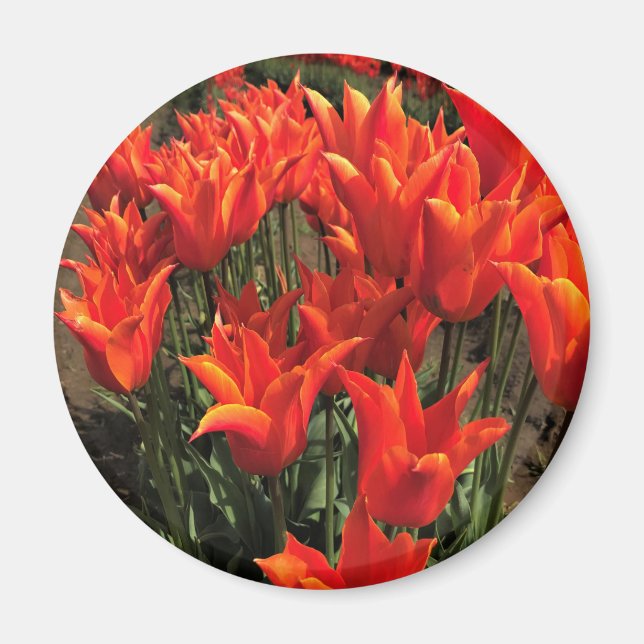 Orange Tulips, Oregon Magnet (Front)