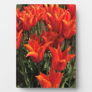 Orange Tulips, Oregon Plaque