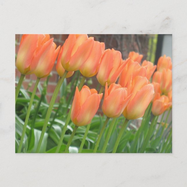 Orange Tulips Postcard (Front)