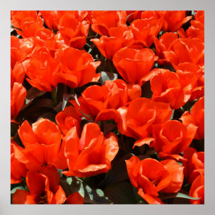 Orange tulips poster