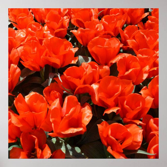 Orange tulips poster (Front)