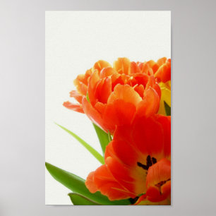 Orange Tulips Poster