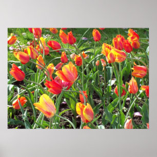 Orange Tulips Poster