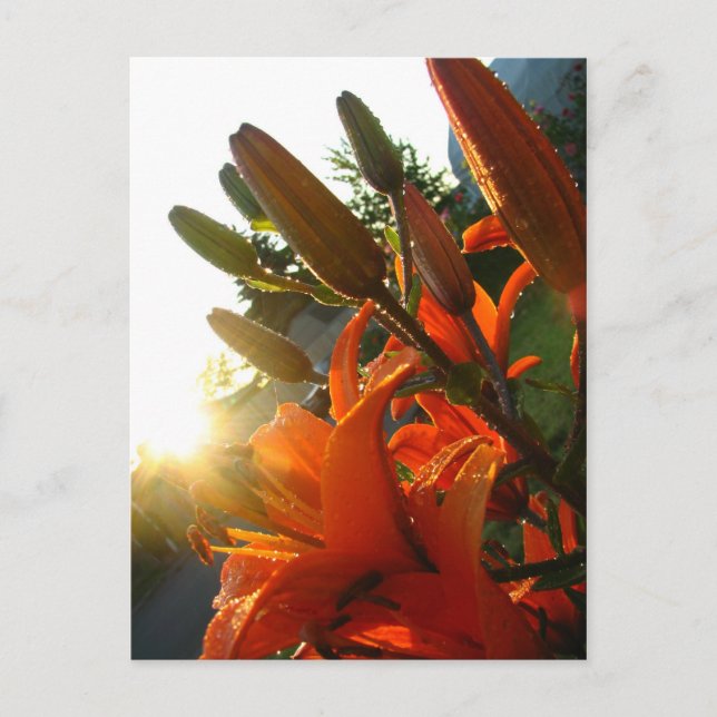 Orange Un Bloomed Postcard (Front)