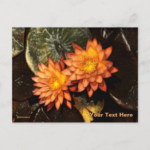 Orange Water Lilies Postcard