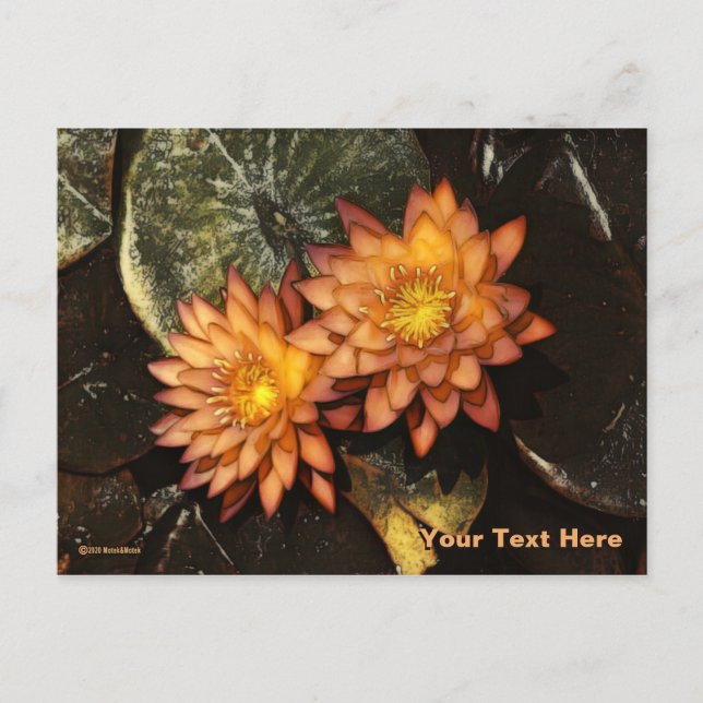Orange Water Lilies Postcard (Front)