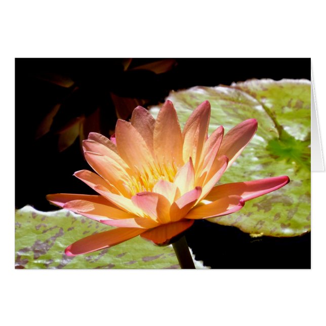 Orange Water Lily (Front Horizontal)