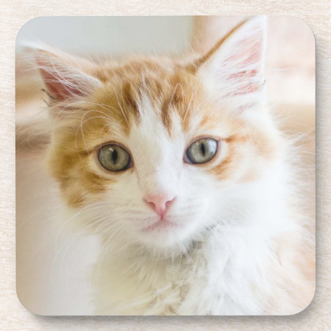 Orange & White Kitten Coaster (Front)