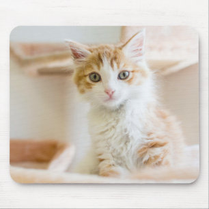 Orange & White Kitten Mouse Mat