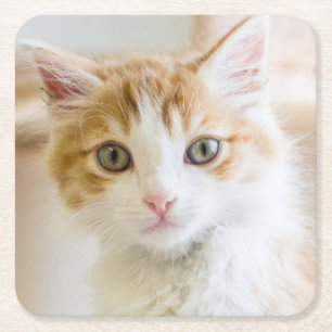 Orange & White Kitten Square Paper Coaster