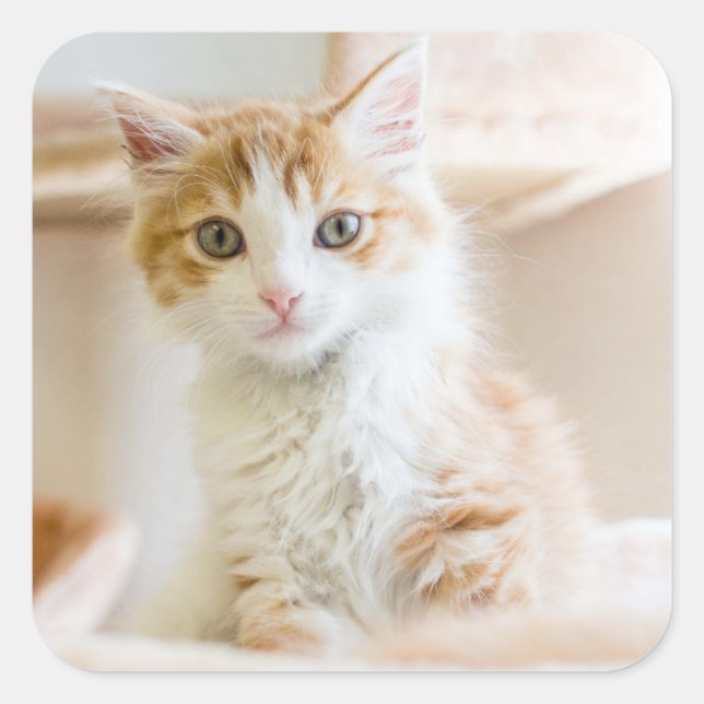 Orange & White Kitten Square Sticker (Front)