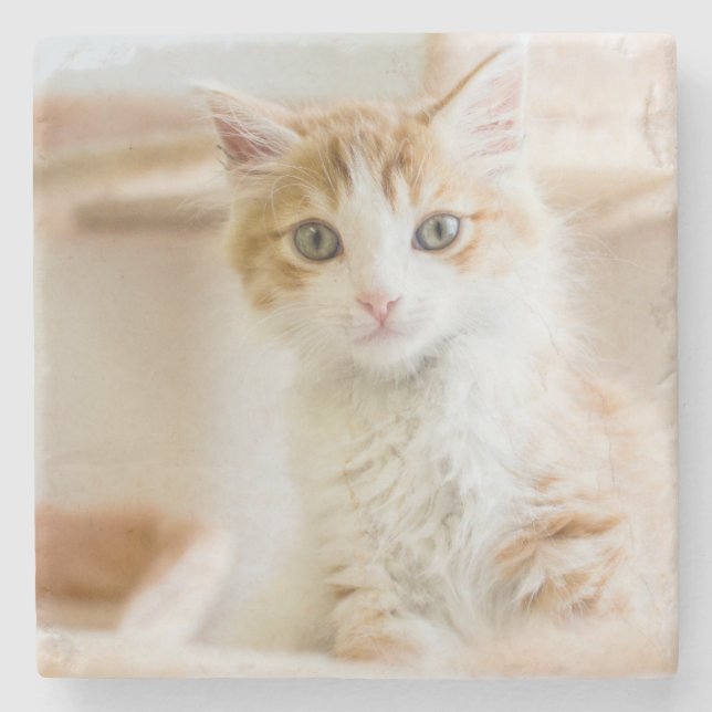 Orange & White Kitten Stone Coaster (Front)