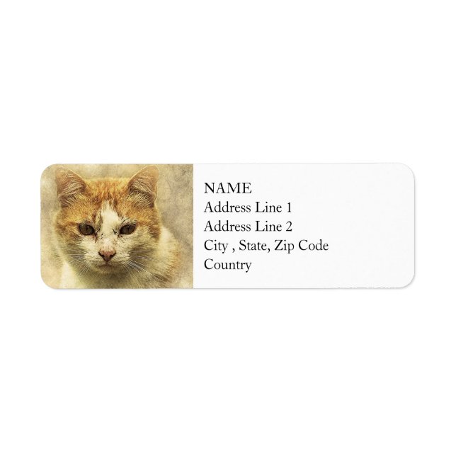 Orange & White Kitty | Abstract | Watercolor (Front)