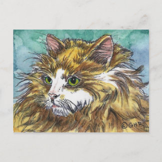 Orange & White Long Hair Cat Postcard