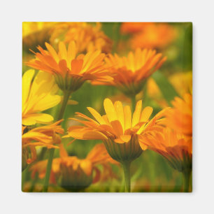 Orange Wild Flowers Magnet