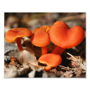 Orange Wild Mushrooms 10x8 Nature  Photo Print