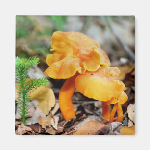 Orange Wild Mushrooms Nature Photography Magnet