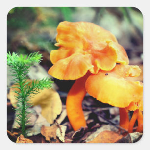 Orange Wild Mushrooms Nature  Square Sticker