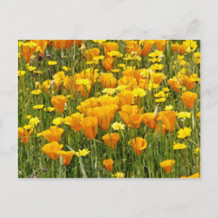 Orange Wildflower field in Bear Valley, California Postcard