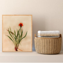 Orange Wildflower Vintage Botanical Art Print