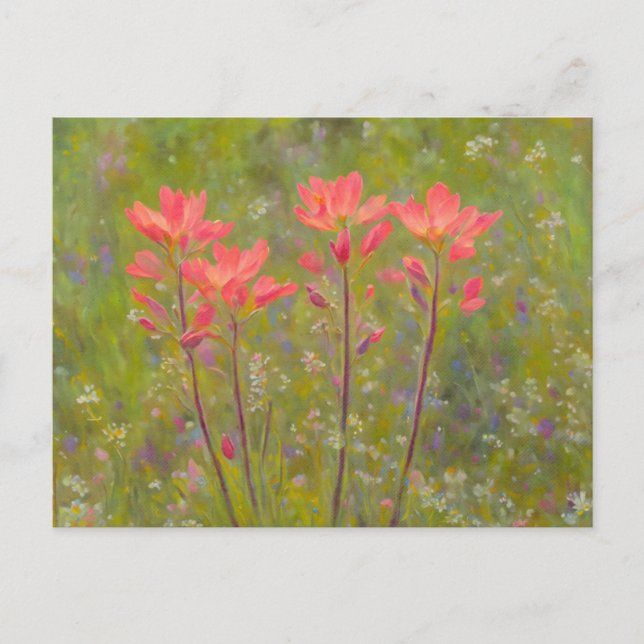 Orange Wildflowers Indian Paintbrush Floral Postcard (Front)