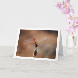 Orange-winged Dropwing Dragonfly Card