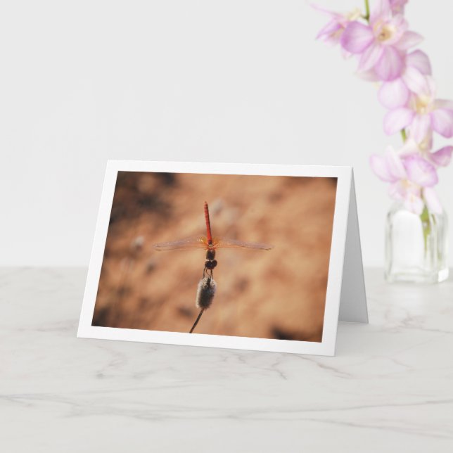 Orange-winged Dropwing Dragonfly Card (Orchid)