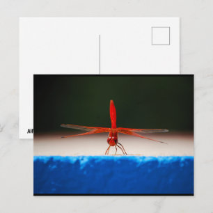Orange-winged Dropwing Dragonfly Postcard