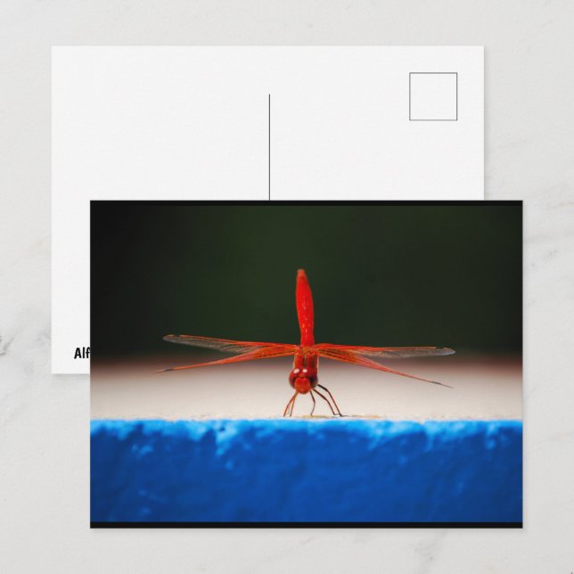 Orange-winged Dropwing Dragonfly Postcard (Front/Back)