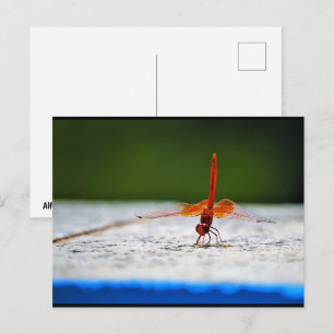 Orange-winged Dropwing Dragonfly Postcard