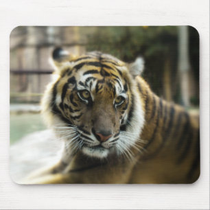 Orange with black stripes Bengal tiger photo Mouse Mat