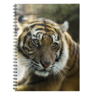 Orange with black stripes Bengal tiger photo Notebook