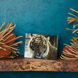 Orange with black stripes Bengal tiger photo Plaque