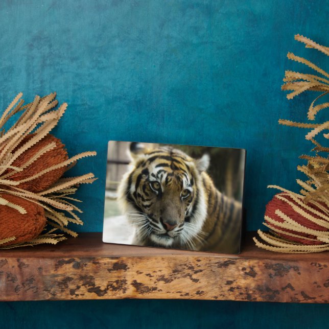 Orange with black stripes Bengal tiger photo Plaque (Side)
