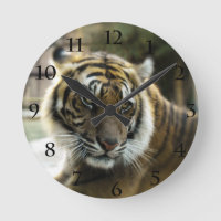 Orange with black stripes Bengal tiger photo