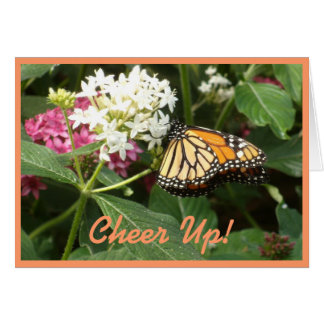 Orange Yellow Butterfly Pink White Flowers