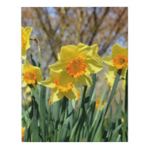 Orange Yellow Daffodils Faux Wrapped Canvas Small
