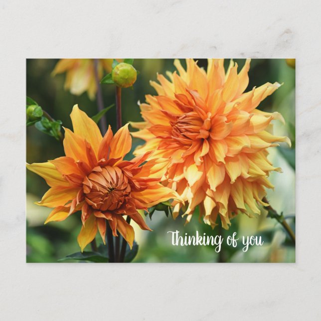 Orange & Yellow Dahlia Flowers at Wisley Gardens Postcard (Front)