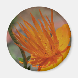 Orange Yellow Flower Photography Magnet