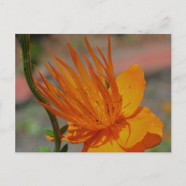 Orange Yellow Flower Photography Postcard (Front)