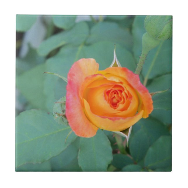 orange yellow rose flower tile (Front)