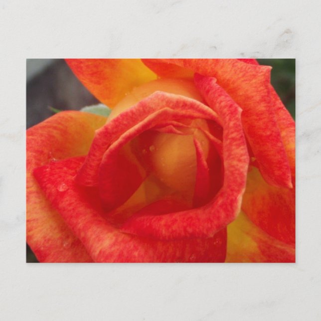 Orange & Yellow Rose Postcard (Front)