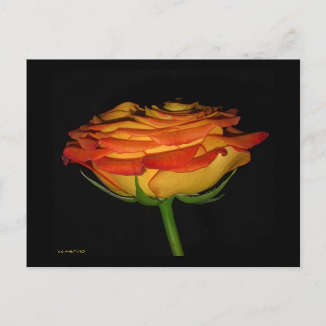Orange/Yellow Rose Postcard (Front)